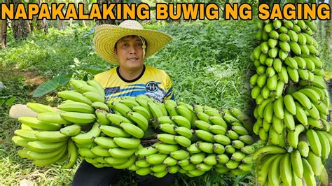 pinayflix saging|Binibining Walang Kalabinglabing sa Saging Kumakapit.